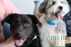 8-26-23-Riverside-Dogs-14