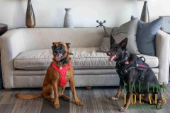 8-26-23-Riverside-Dogs-21