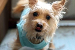 8-26-23-Riverside-Dogs-22