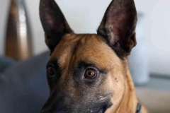 8-26-23-Riverside-Dogs-45