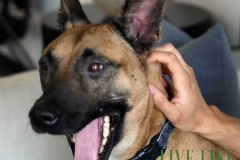 8-26-23-Riverside-Dogs-46