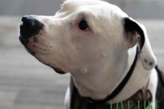 8-26-23-Riverside-Dogs-49