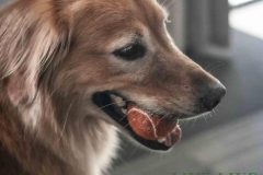 8-26-23-Riverside-Dogs-63
