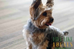 8-26-23-Riverside-Dogs-8